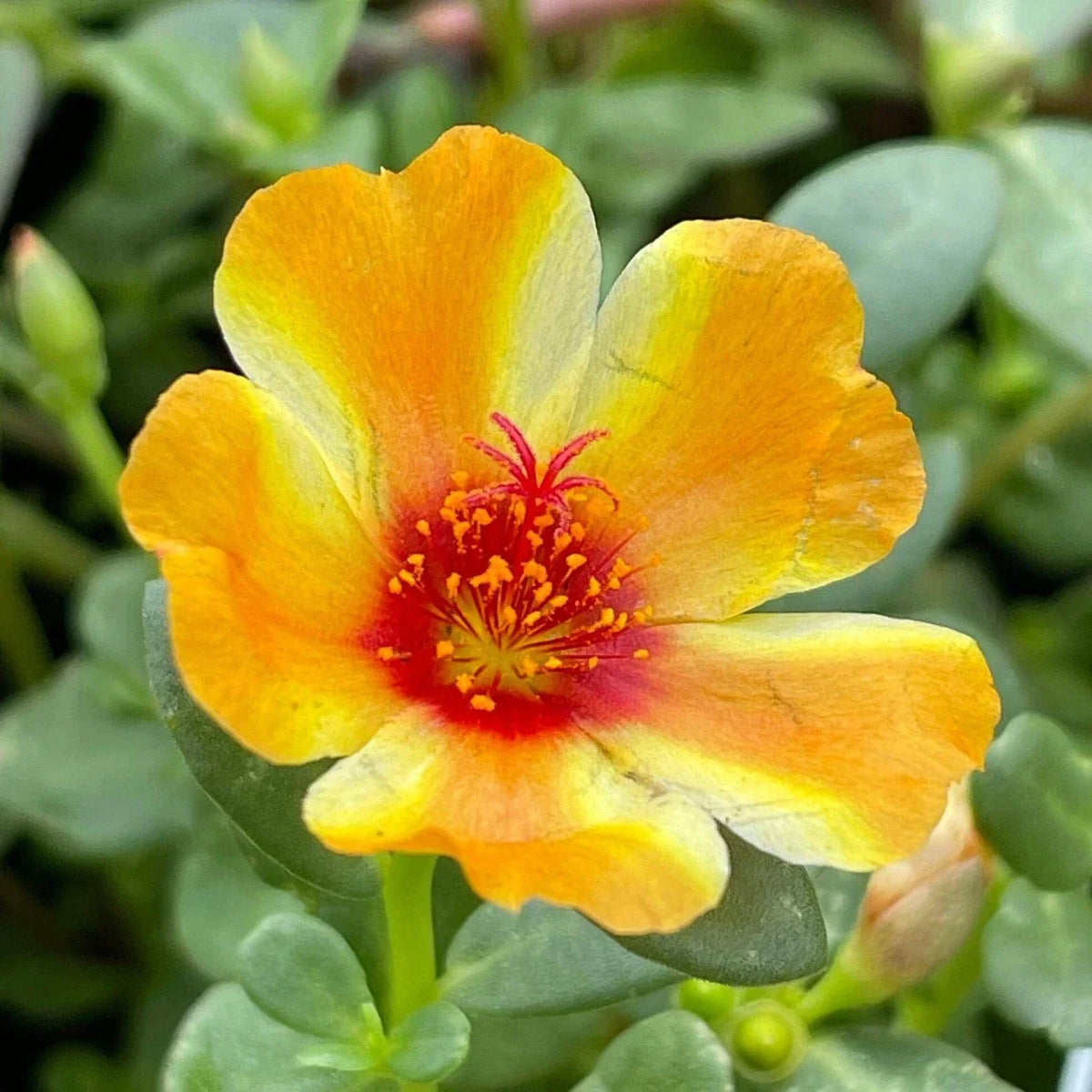Mango Twist Portulaca Seeds - Colorful Purslane Succulent - Portulaca oleracea - Easy to Grow, Drought-Tolerant Garden Plant