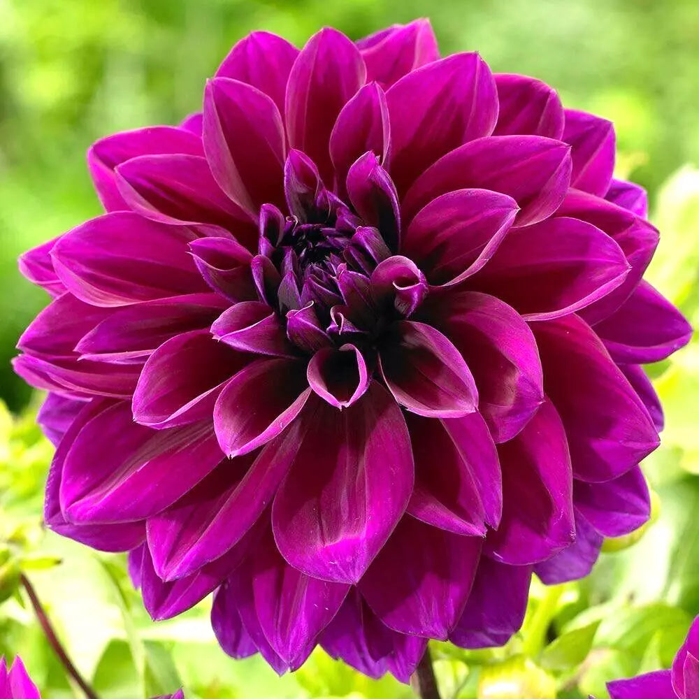 Dahlia Bulb Tuber No.1 Purple Thomas Edison - Decorative, Deer Resistant, Full Sun, Dahlia 'Thomas Edison'
