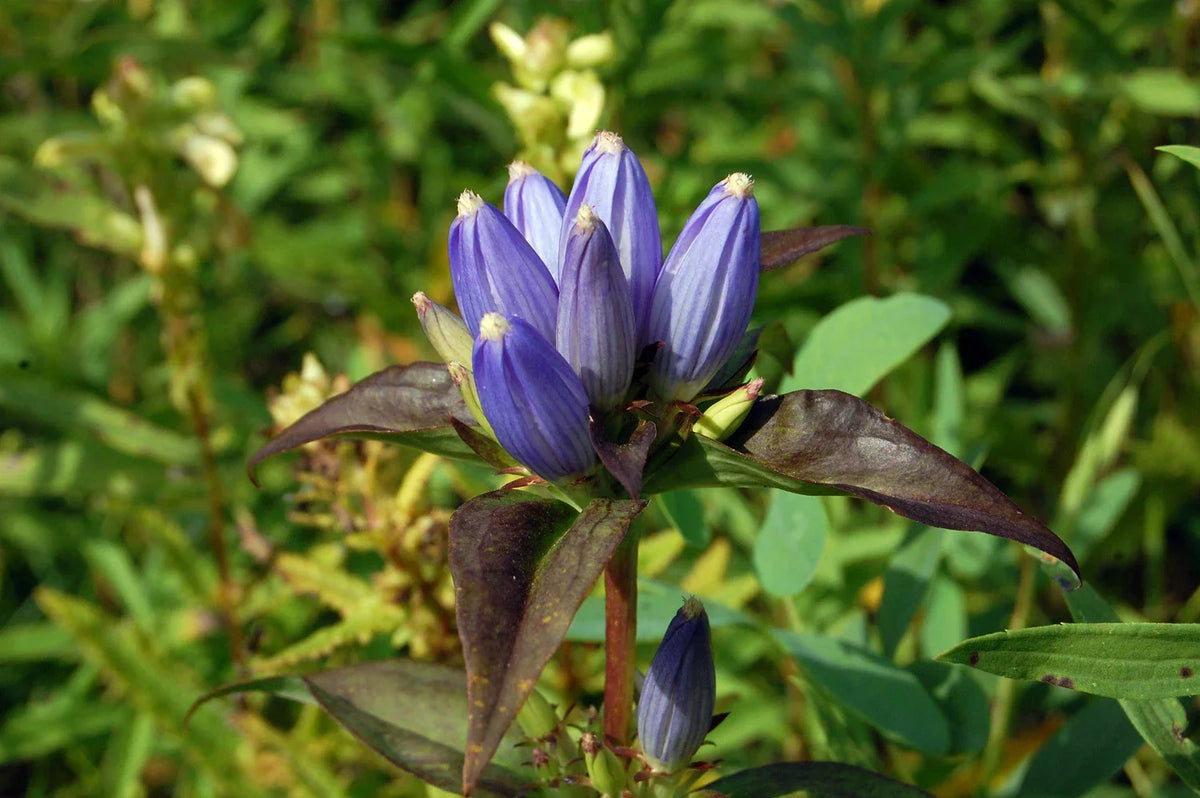 Bottle Gentian Seeds - 570 Count - Gall Flower Blue Perennial - Gentiana andrewsii - Non-GMO, Attracts Pollinators, Easy to Grow