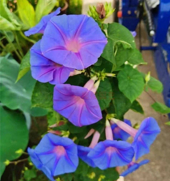 Heavenly Blue Star Morning Glory Seeds - 50+ Climbing Vine Flower - Ipomoea Tricolor - Non-GMO Garden Seeds