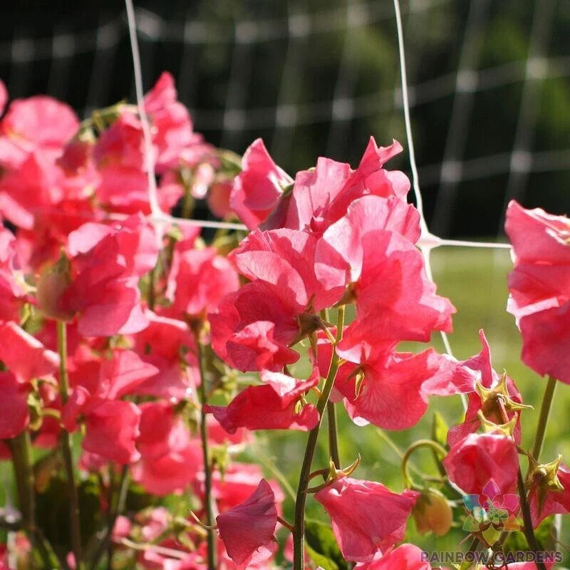 Sweet Pea Seeds - 50+ Pack - Elegance Watermelon - Lathyrus odoratus - Non-GMO Garden Seeds - USA