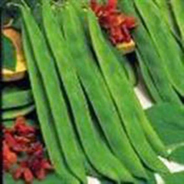 Top Crop Bush Bean Seeds, 20+ Heirloom Seeds, Great Flavor, Phaseolus vulgaris, Ideal for Small Gardens and Containers