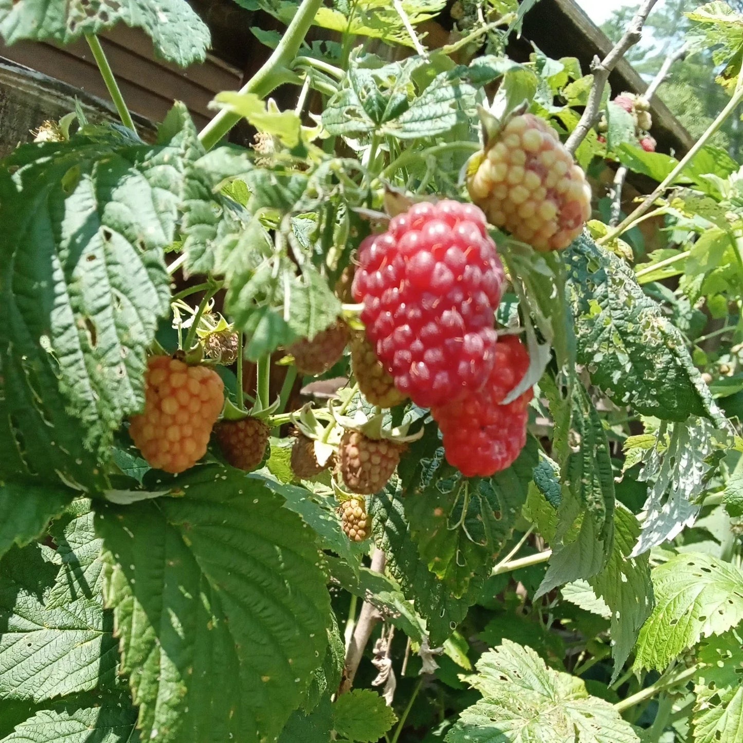 Thornless Raspberry Plants - Bare Root - 3 Large Juicy Berries - Rubus idaeus 'Taylor'