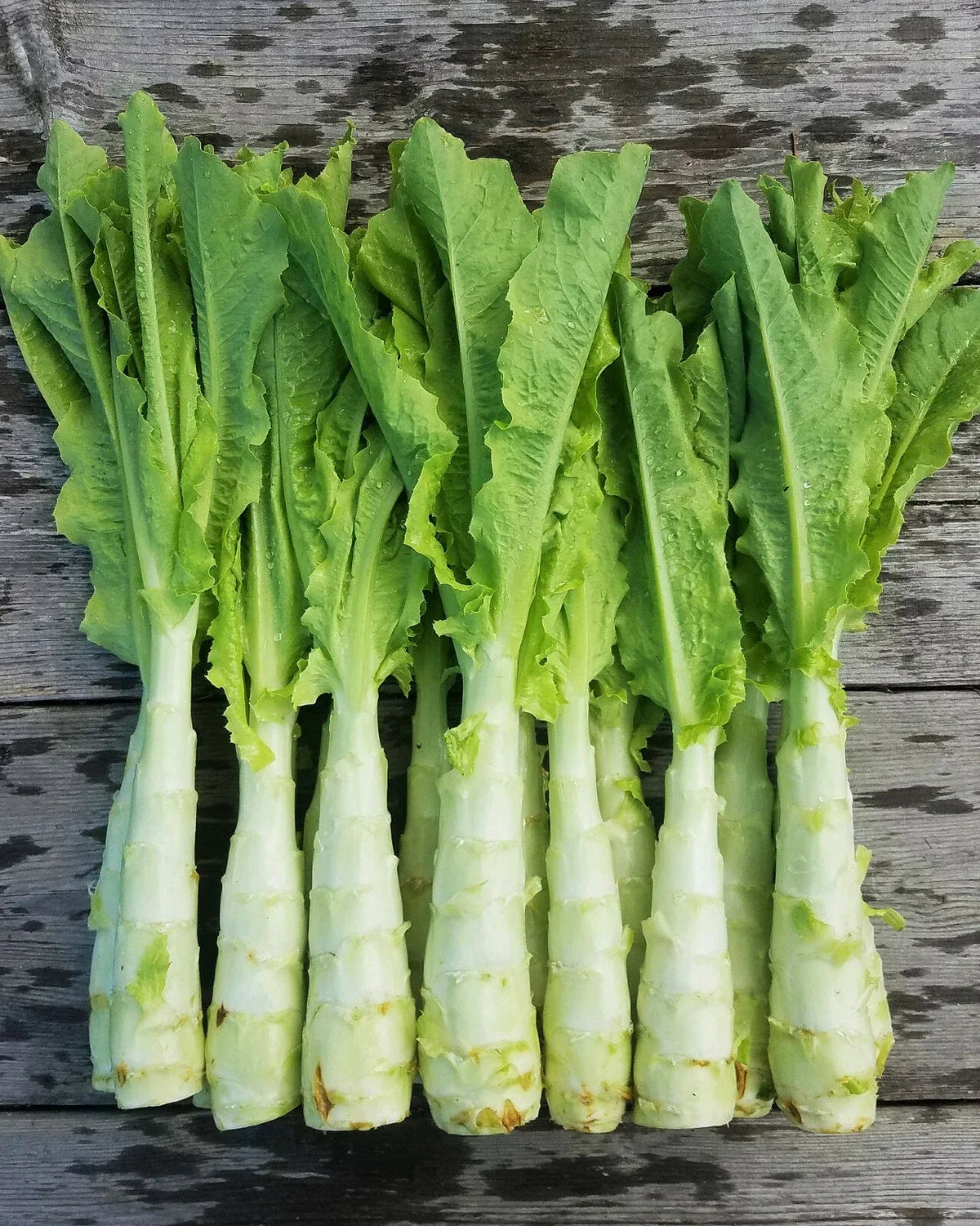 Celtuce Seeds Packet | Summer 38 Chinese Stem Lettuce | Lactuca sativa var. angustana | Asian Vegetable Seed 2025