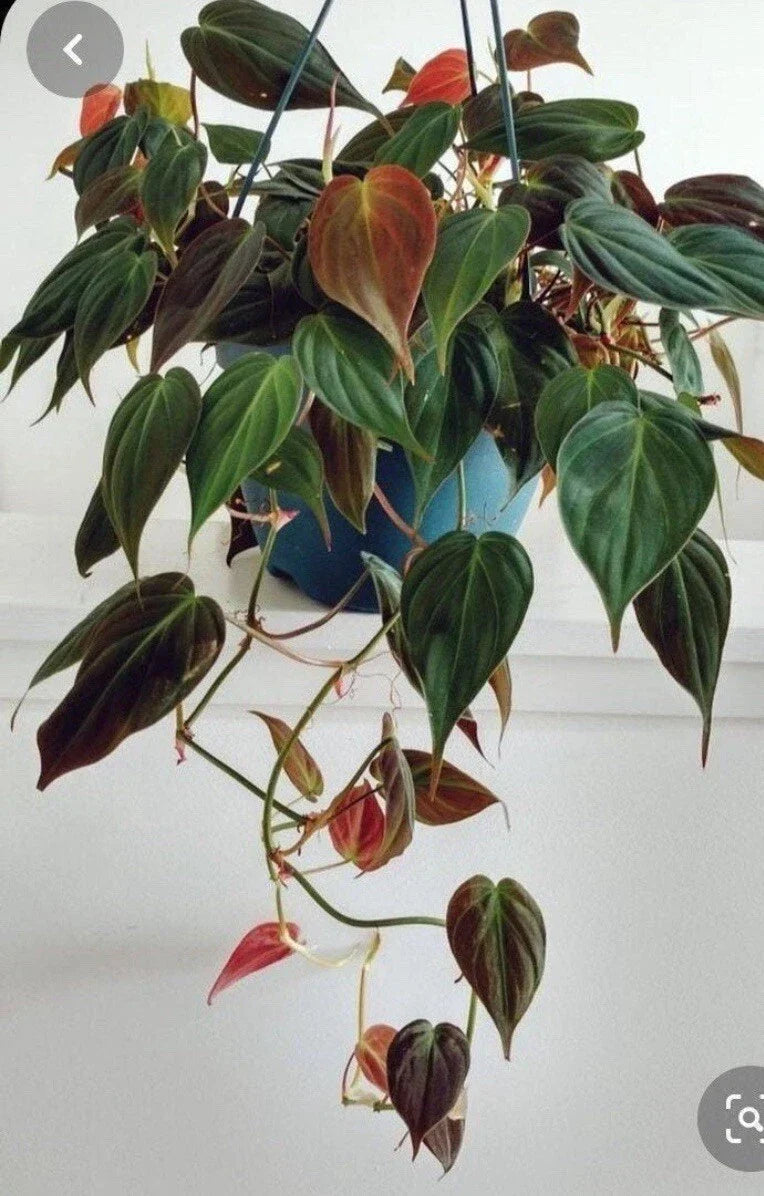 Philodendron Micans Cuttings 4 Pack, Rare Velvet Leaf Green & Bronze, Philodendron hederaceum var. micans for Propagation