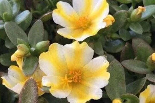 Lemon Twist Purslane Seeds - Colorful Portulaca Oleracea - Low-Maintenance Succulent for Garden & Containers