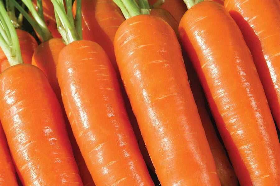 Musico Carrot Seeds - 1000+ Non-GMO Seeds for Garden Planting - Daucus carota - Orange Vegetable Variety