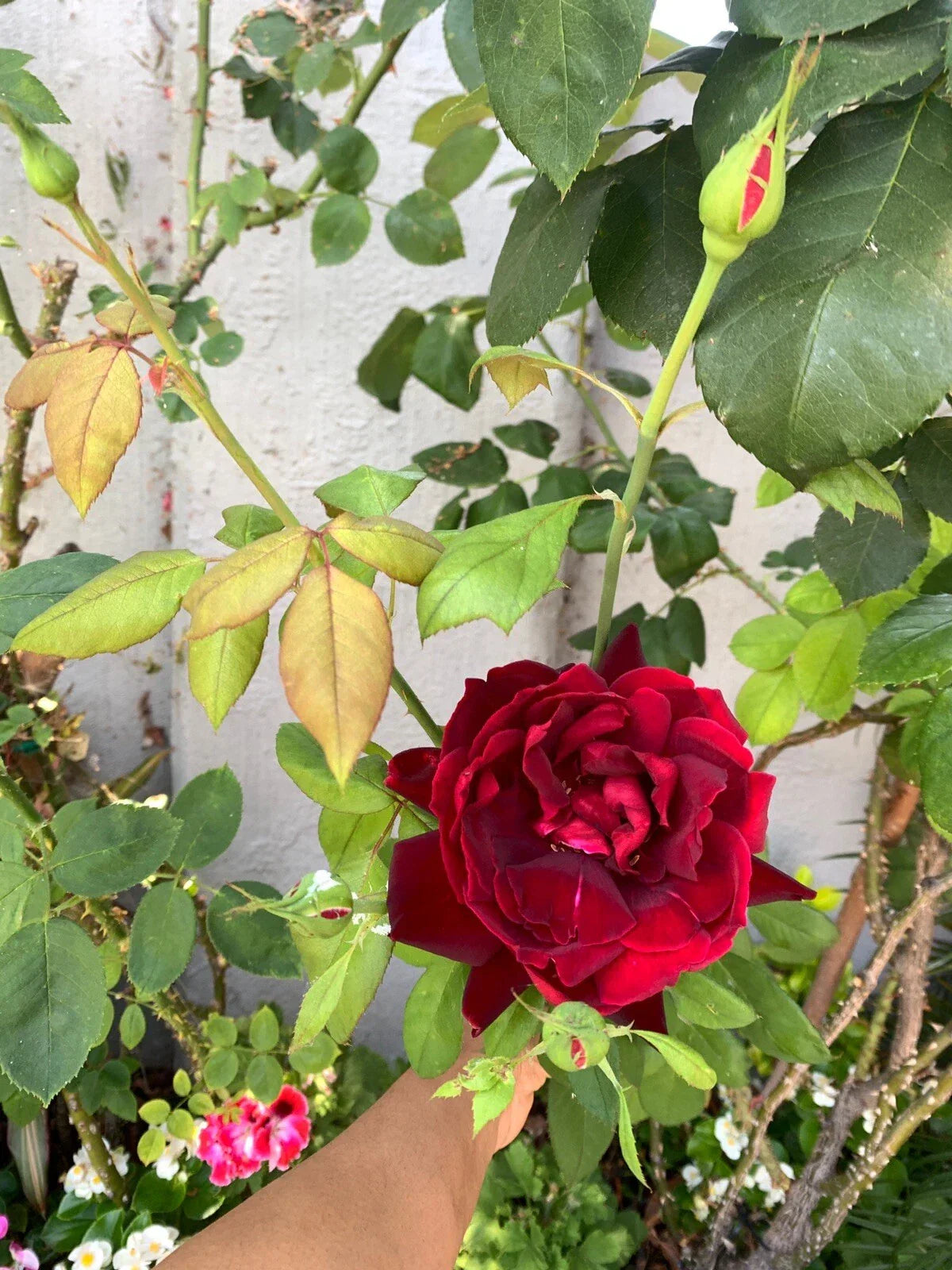 Dark Maroon Rose Cuttings 6 Inch Fragrant Rosa spp. - 5 No Roots for Easy Propagation, Ideal for Garden or Containers