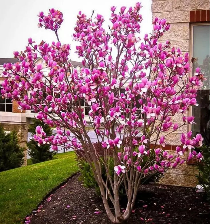 Ann Magnolia Tree/Shrub 6-12" Live Plant Deep Purple-Red Blooms Magnolia x 'Ann' in 2.5" Pot - Hardy & Easy Care