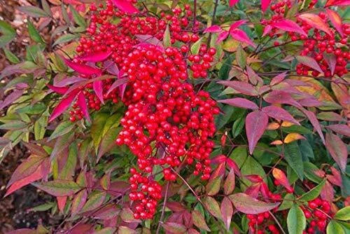Heavenly Bamboo Seeds - 20 Pack - Nandina domestica - Ideal for Hedges - Made in USA, Ships from Iowa