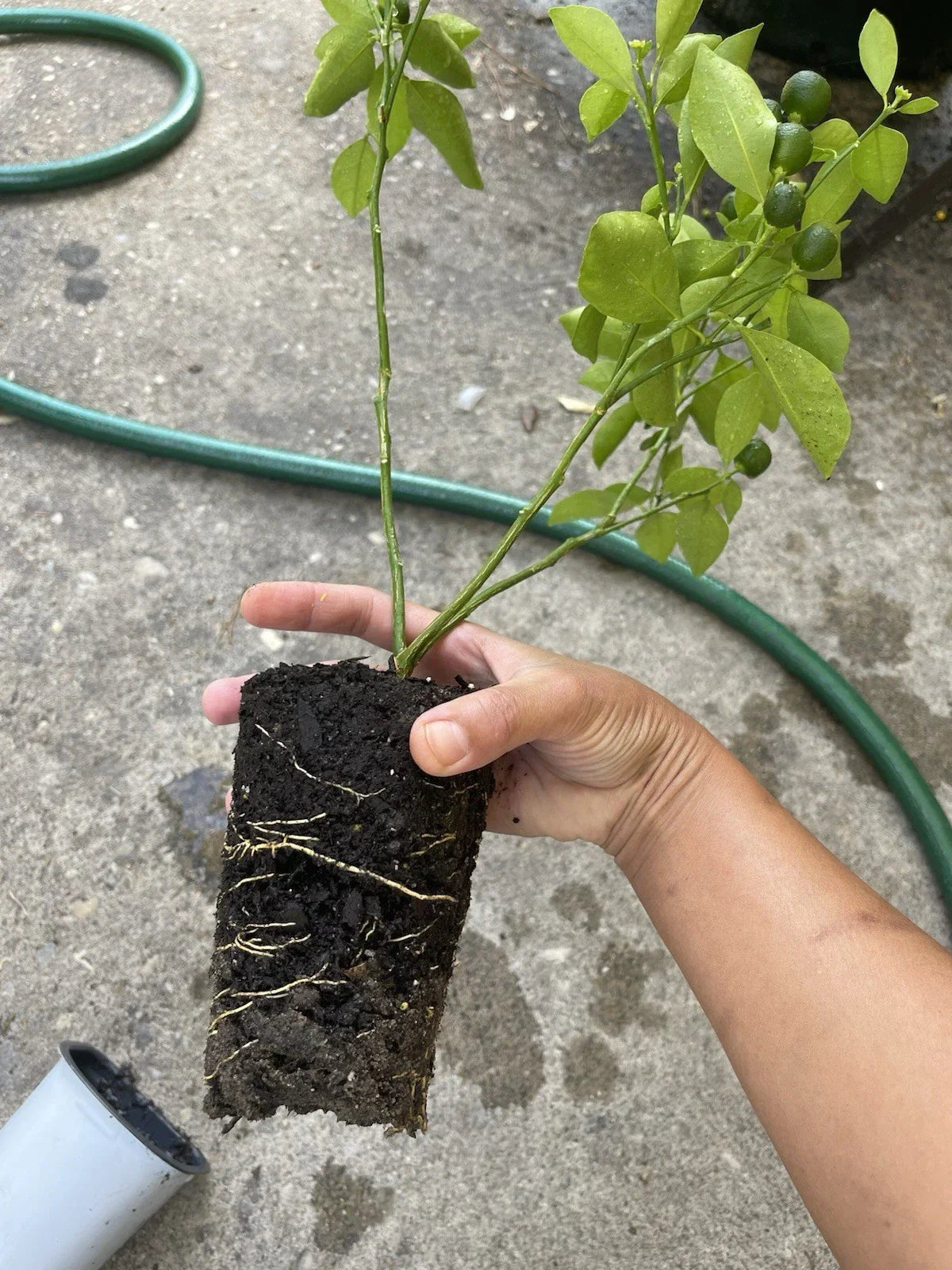 Calamansi Live Plant in Pot - Asian Calamansi Citrus microcarpa - Air-Layered Calamondin for Indoor/Outdoor Use
