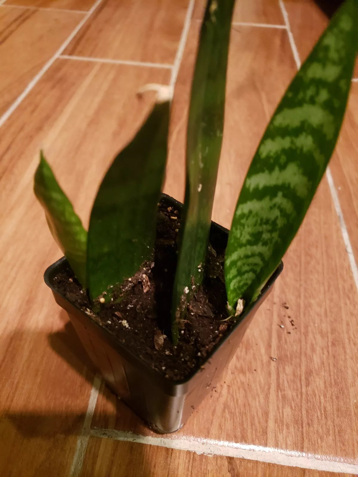 Potted Live Snake Plant 2" Pot Sansevieria Easy Care Low Light Mother-In-Law's Tongue Air Purifying Plant