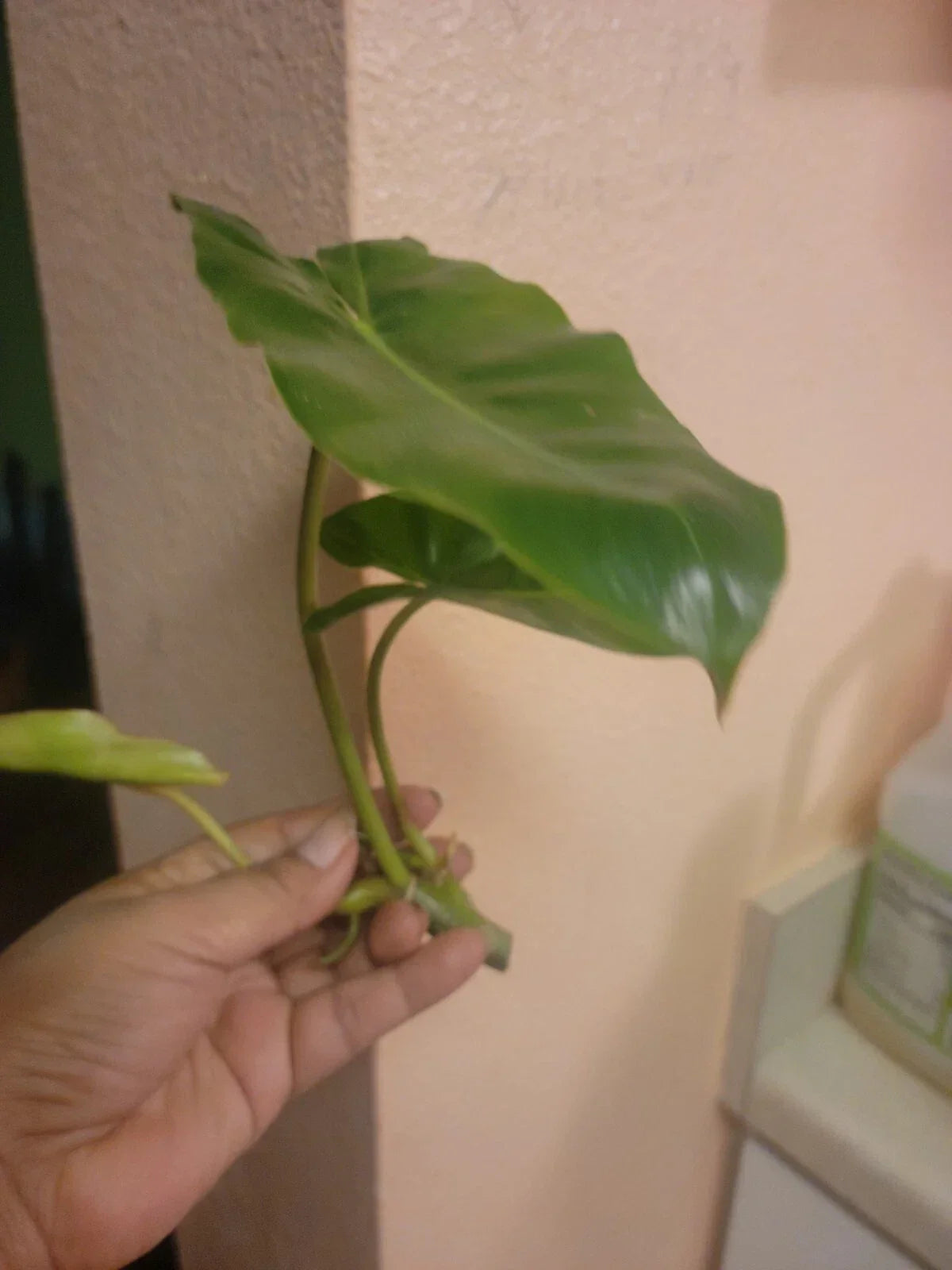 Philodendron Cuttings - Tropical Plant Clippings - Burle Marx - Philodendron 'Burle Marx' - Easy Care Indoor Greenery
