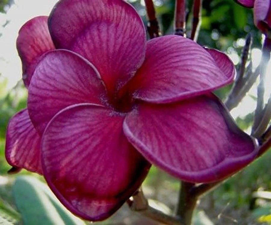 Dark Purple Plumeria Seeds - 5 Perennial Hawaiian Flower Seeds - Frangipani Plants - Plumeria rubra