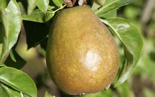 Beurre d'Anjou Pear Seeds - 25+ Non-GMO Seeds for Garden Planting - Pyrus communis - Ideal for Home Gardening in USA