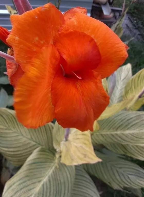 Tiger Stripe Canna Lily Bulbs (2 Pack) - Orange Flowers, Striped Foliage, Canna indica, Tropical Garden Plant