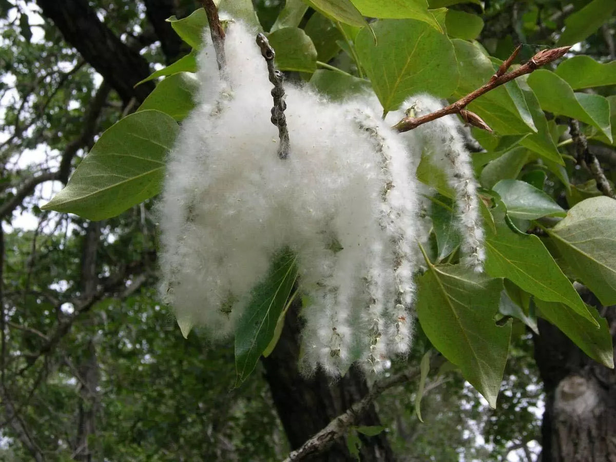 Cottonwood Tree Cuttings - 2 Pack - Fast Growing Shade Trees - Populus deltoides - Ideal for Gardens and Patios