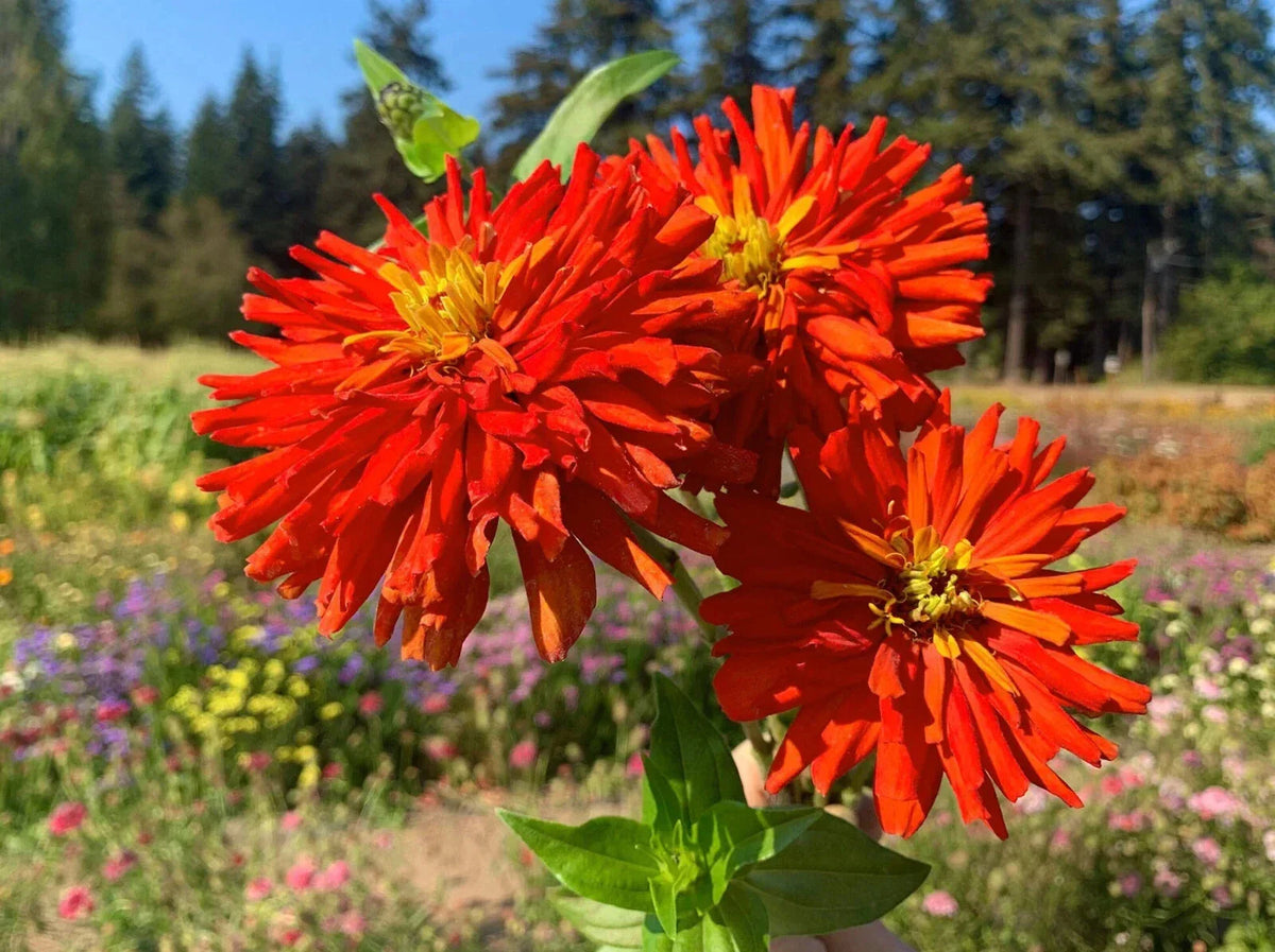 Zinnia Seeds 100+ Super Cactus Redman Variety Zinnia elegans - Vibrant Red Blooms for Garden Planting - USA