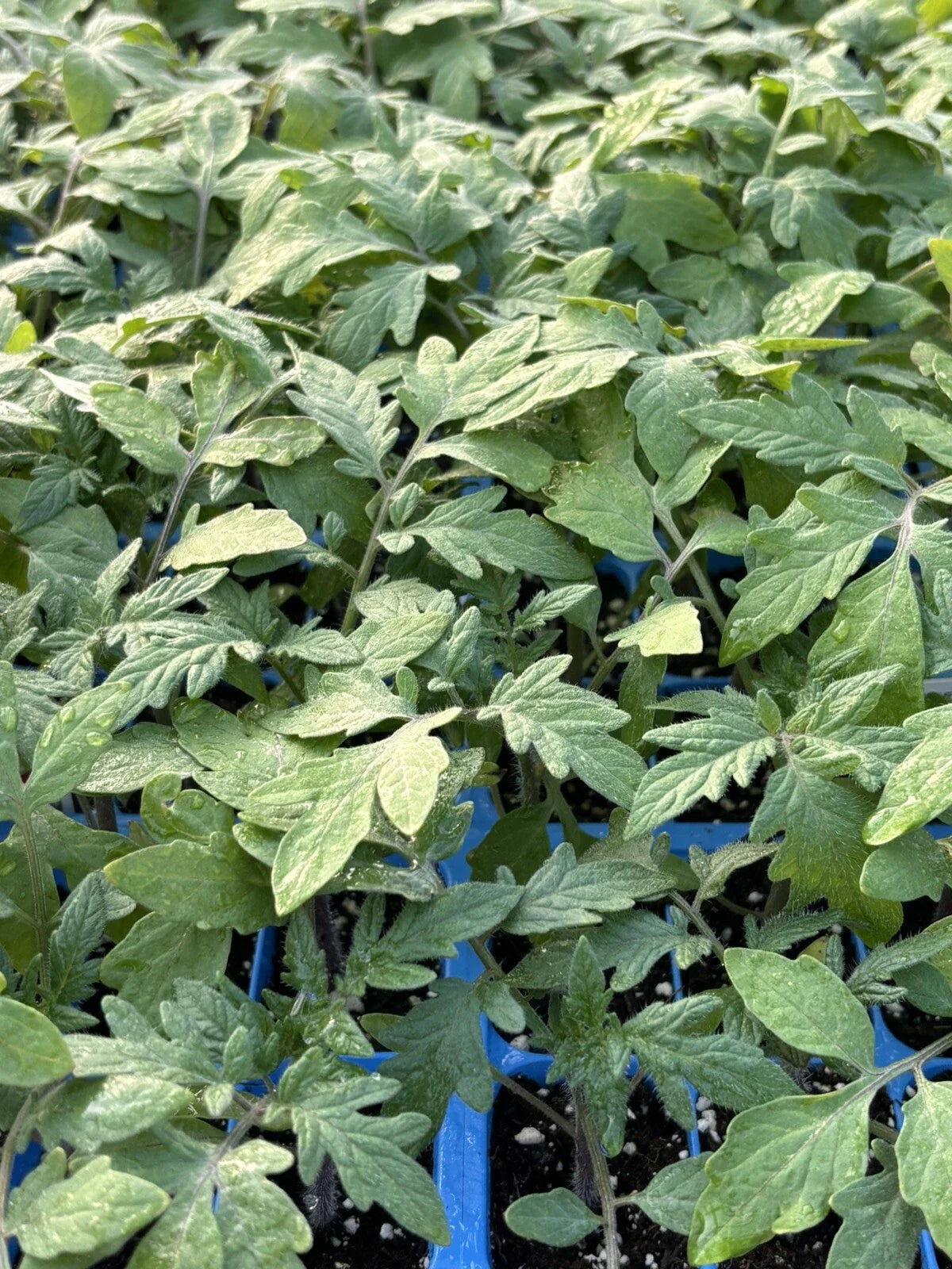 Big Beef Tomato Live Plants - Lot of 3, 6-10 Inches - Heirloom Variety, Lycopersicon esculentum