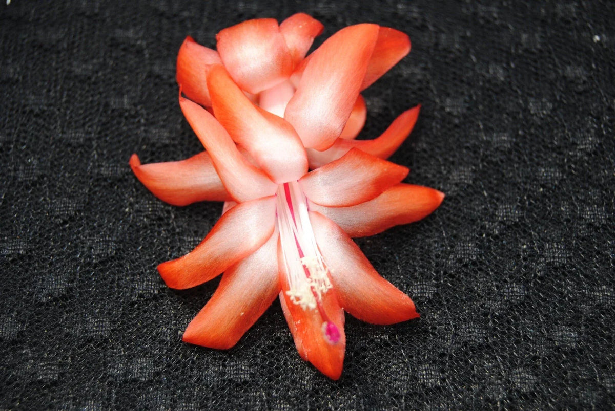 Christmas Cactus Starter Plant - Small Orange Norris - Schlumbergera Truncata - Well-Rooted Indoor Plant for Easy Care