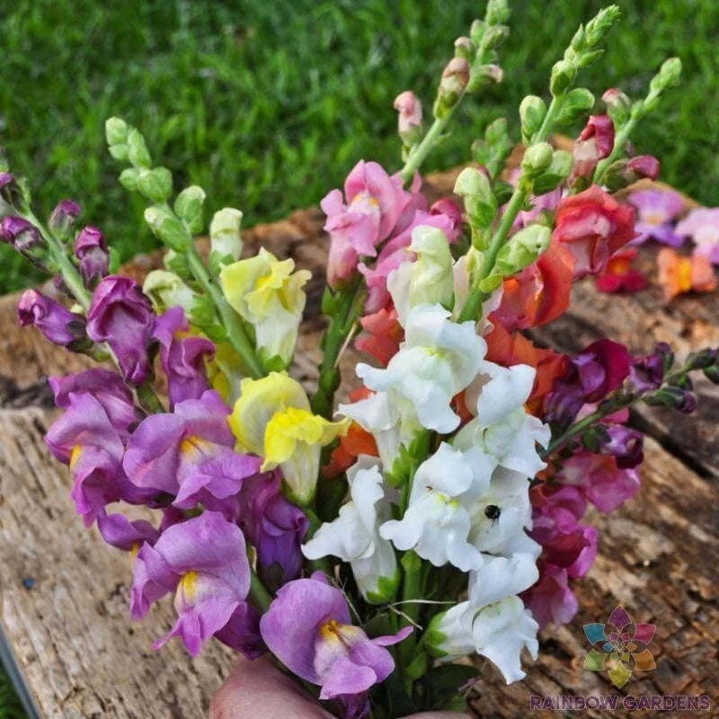 Rocket Mix Snapdragon Seeds - 1000+ Seeds - Antirrhinum majus - USA Grown, Vibrant Flowering Annual for Garden Planting