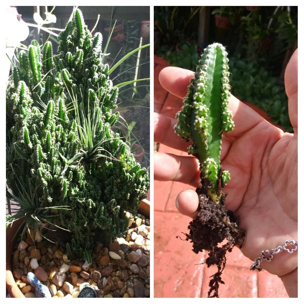 Fairy Castle Cactus Seedling - Tetragonus - Whimsical Succulent Plant for Indoor Decor - Soft Spines, Low Maintenance