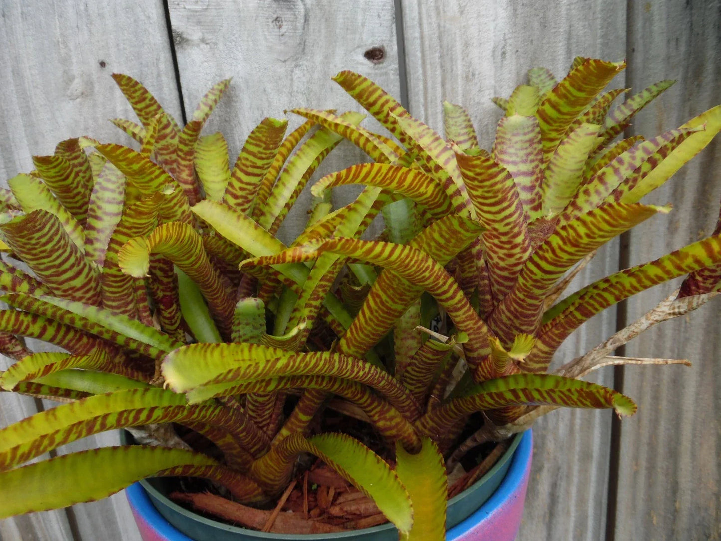 Mini Bromeliad Plant - Neoregelia WILD TIGER X ZONATA - Vibrant Tropical Foliage - Air-Purifying Indoor Plant