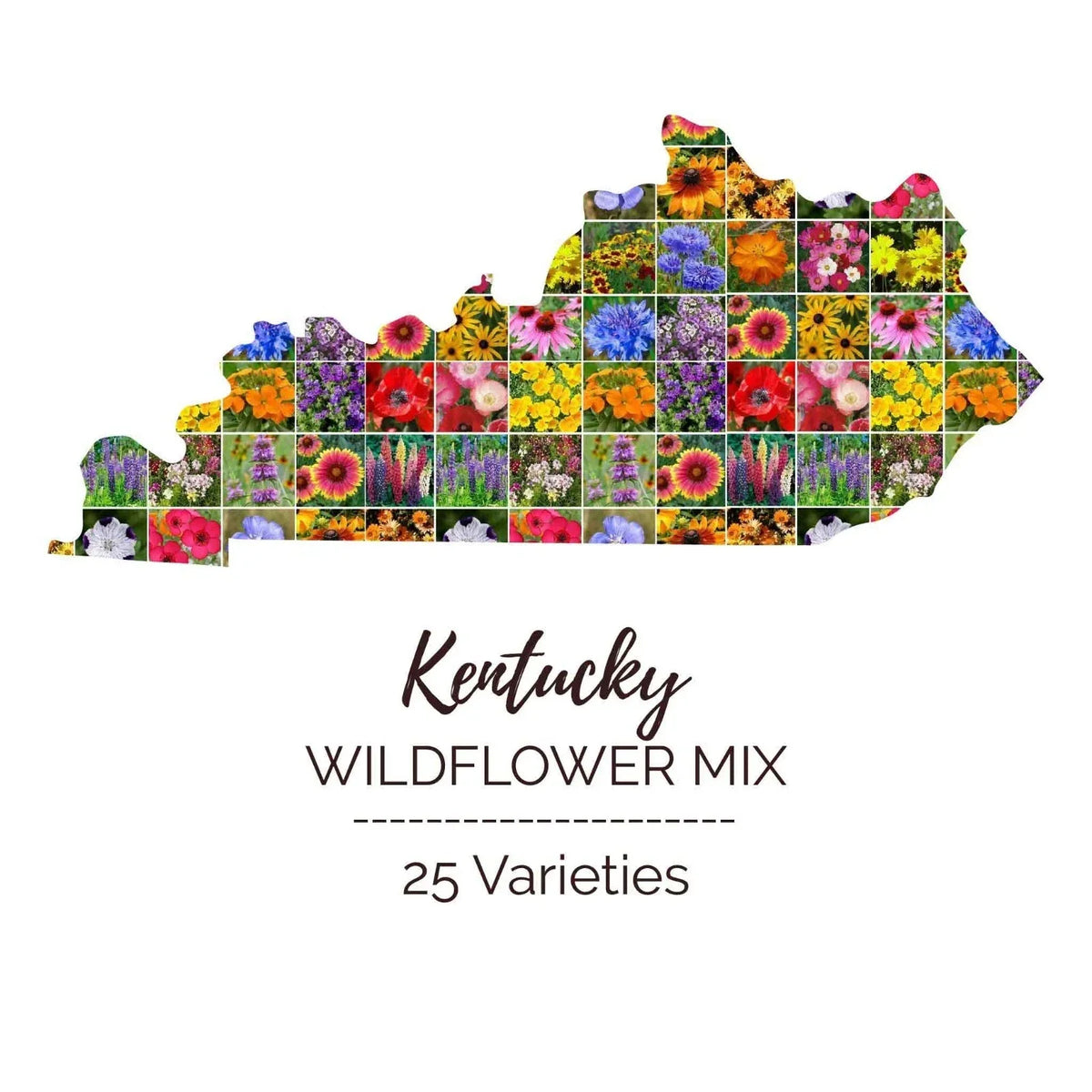 Kentucky Wildflower Seed Mix – 1000 Non-GMO Seeds, 25 Varieties, Perennial & Annual, USA Grown, Pollinator-Friendly