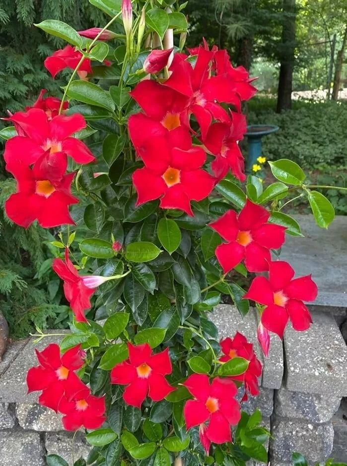 Red Mandevilla Live Plant 10-20" Tall Tropical Vine with Red Flowers, Mandevilla spp., No Pot for Garden or Patio
