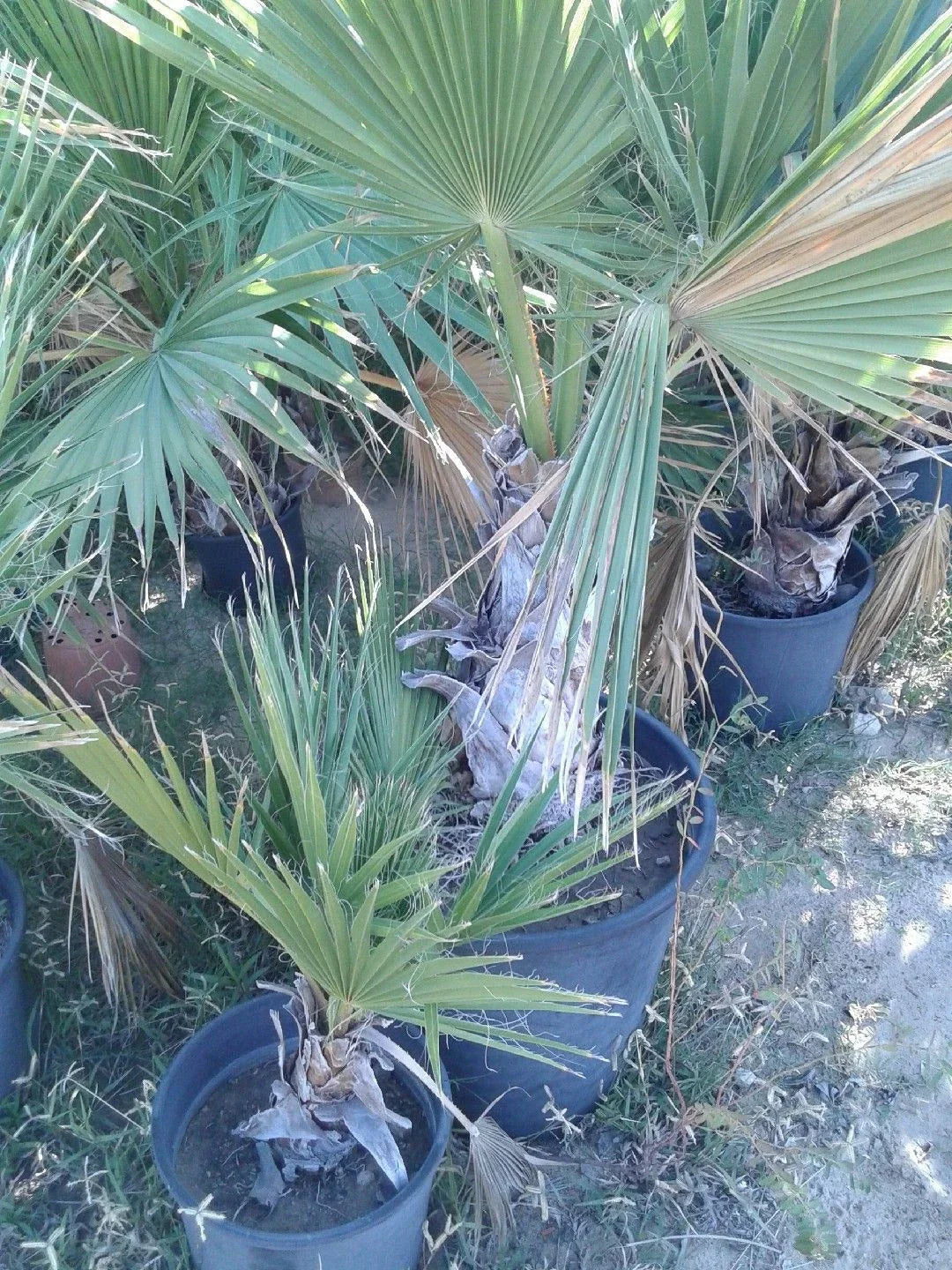Dwarf Palmetto Live Plants Bundle - 2 Wild-Grown Sabal Minor - Drought-Tolerant, Cold-Hardy Palms for Southern Gardens