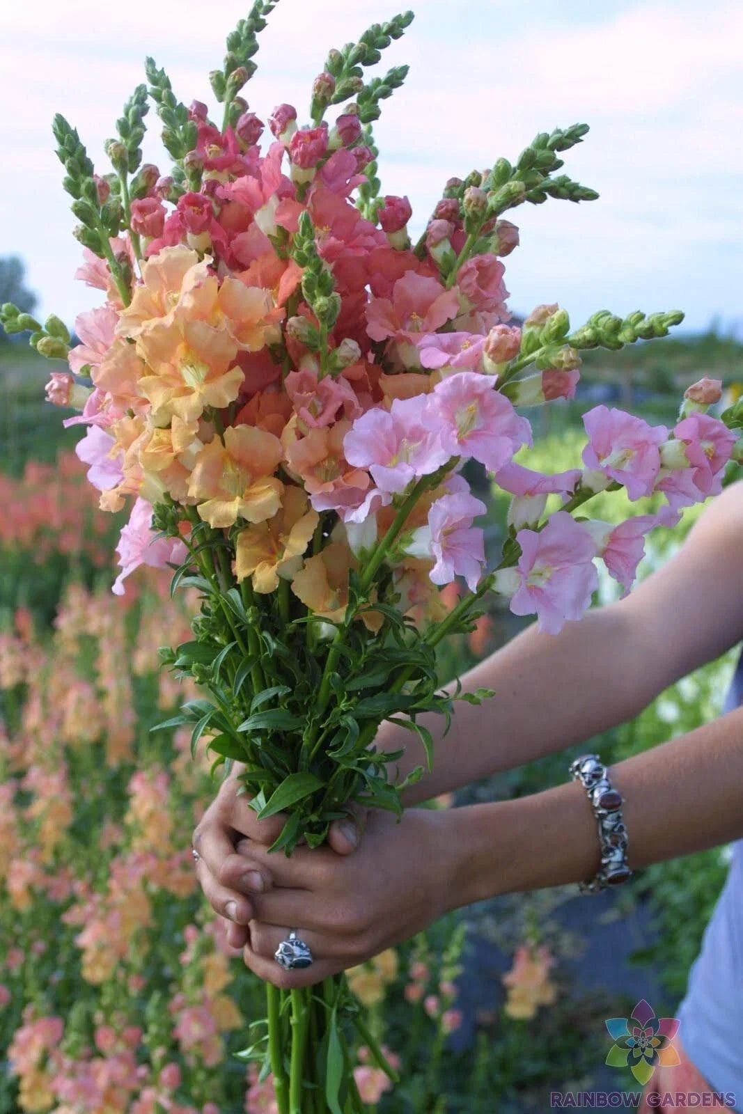 Chantilly Mix Snapdragon Seeds - 1000+ Non-GMO Seeds - Antirrhinum majus - Vibrant Colors for Garden Planting