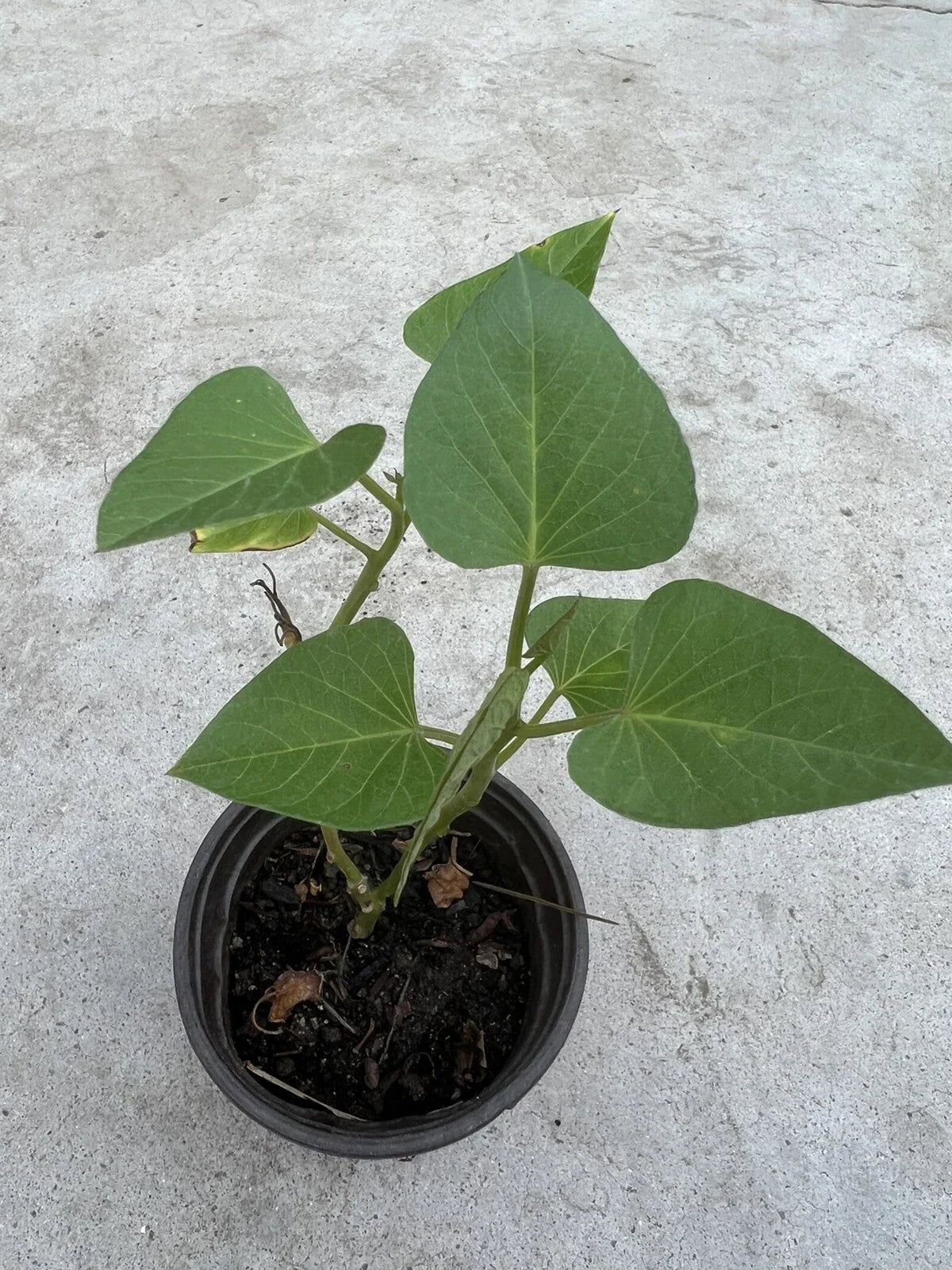 Sweet Potato Plant in Pot - Live Rooted Variety - Ipomoea batatas - Ready to Grow for Garden or Container