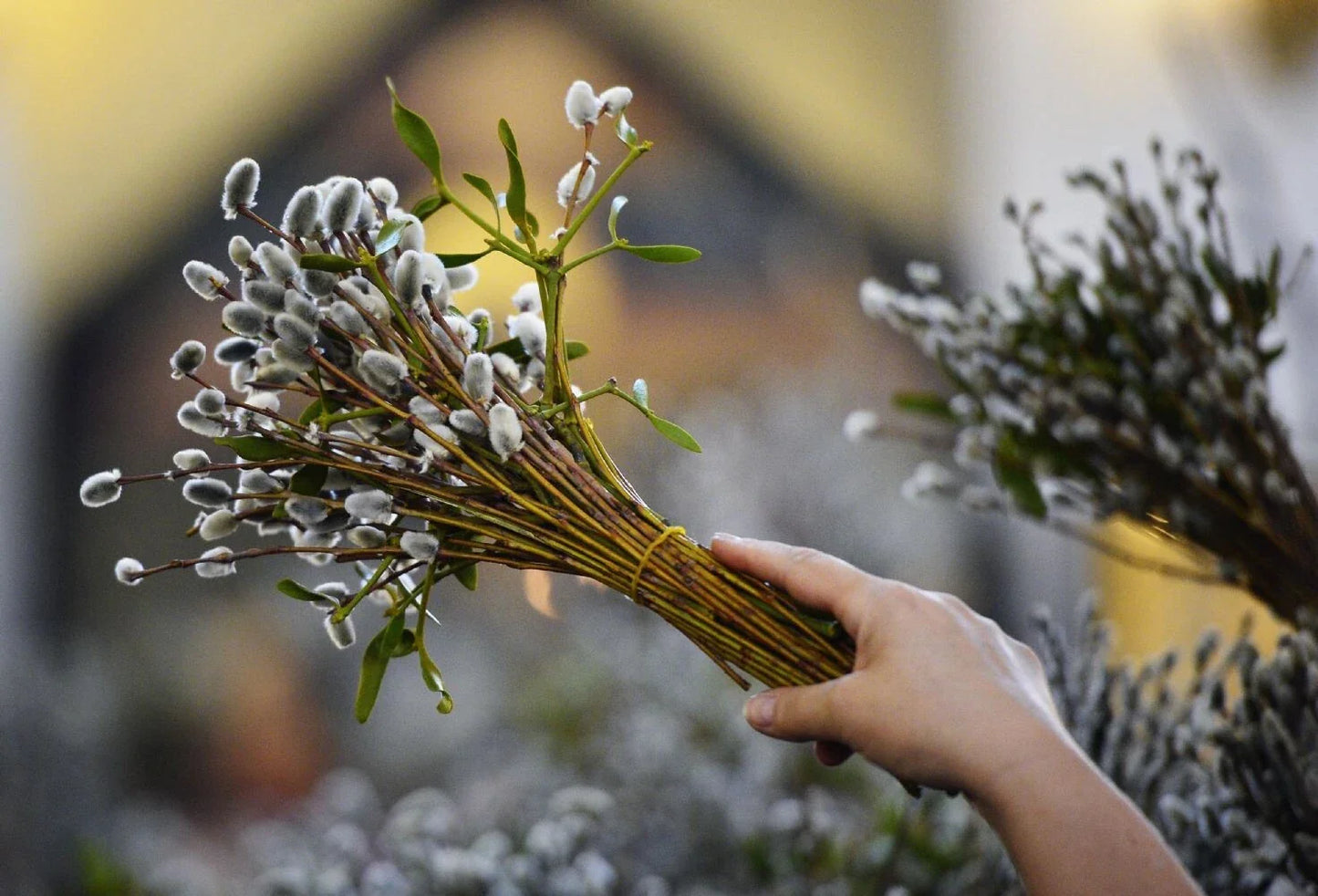Pussy Willow Cuttings - 10 Fresh Unrooted Cuttings - Salix discolor - Easy to Root for Gardening and Floral Arrangements