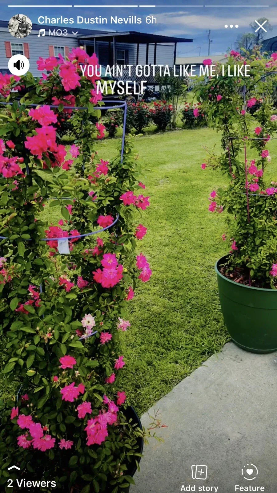 Peggy Martin Rose Cuttings - 10 Inch Climbing Rose - Rosa 'Peggy Martin' - 6 Rooting Cuttings for Garden Elegance