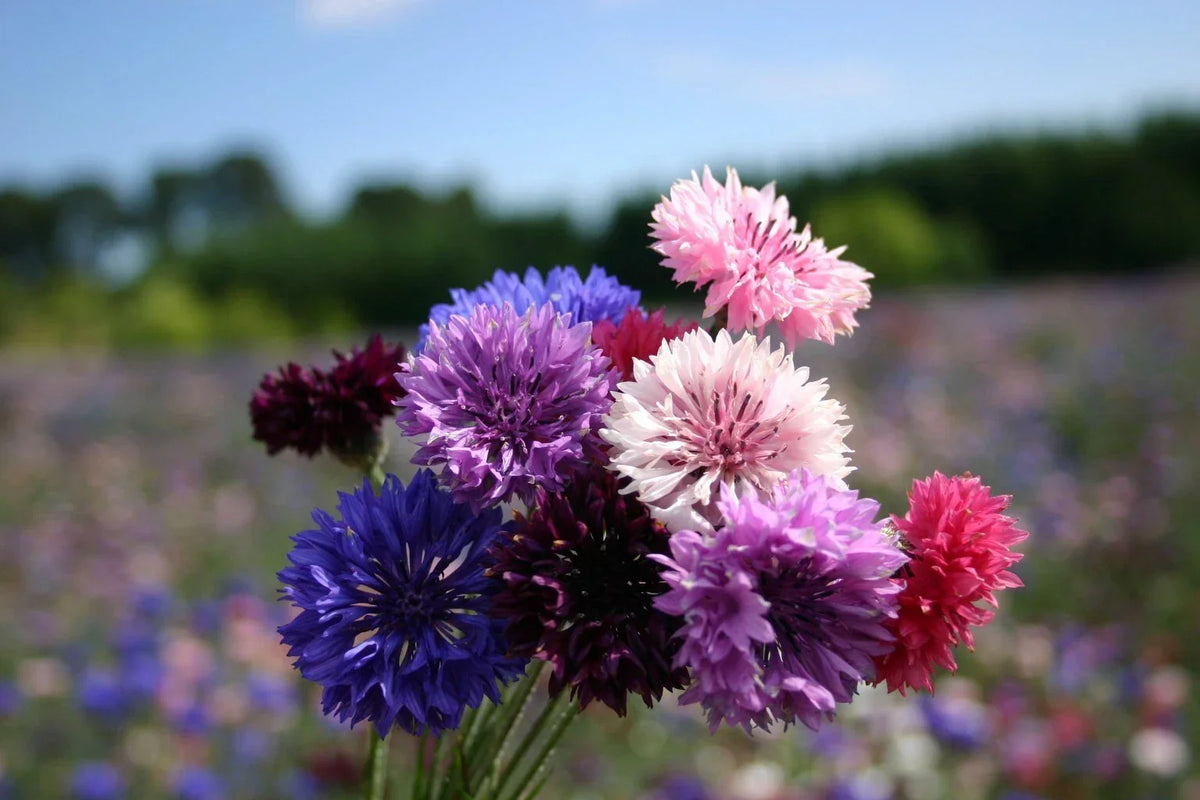 Bachelor Button Seeds - Dwarf Polka Dot Mix - Colorful Annual Flower - Centaurea cyanus - Easy to Grow, Compact Garden Flowers