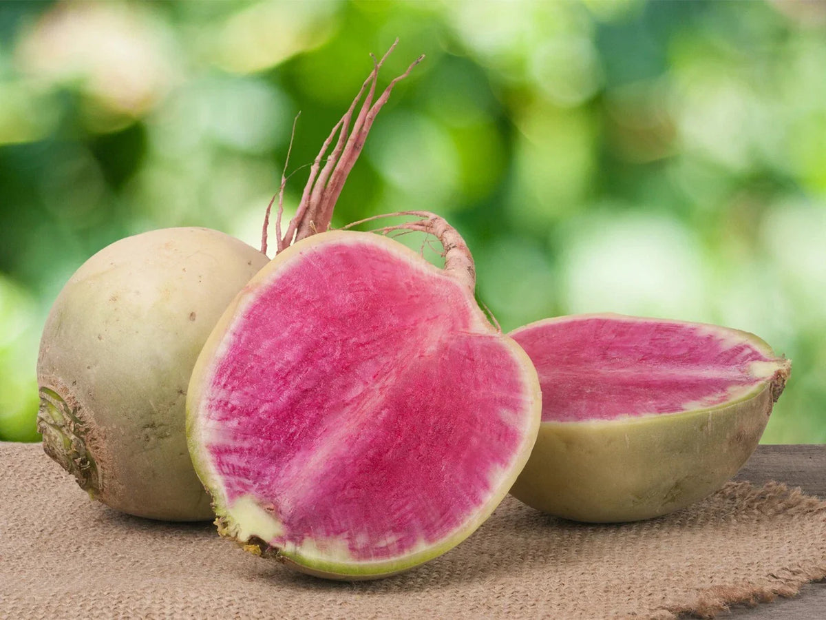 Watermelon Radish Seeds - 300+ Count - Organic Raphanus sativus - Non-GMO Vegetable Seeds for Home Gardening