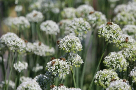 Mountain Mint Seeds - 100+ Seeds - Aromatic Herb - Pycnanthemum virginianum - Non-GMO, Culinary & Medicinal Uses