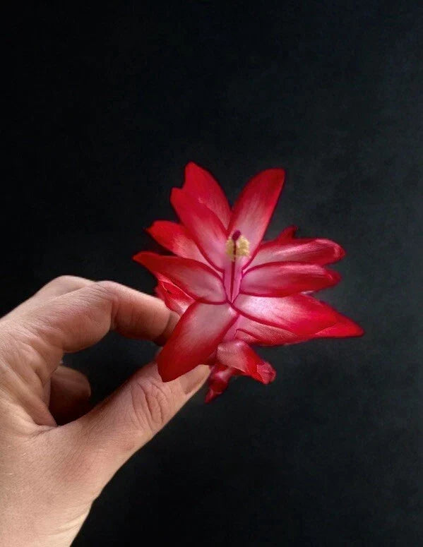 Schlumbergera Plant Segments - 3 Segments - Christmas Cactus - Zygocactus truncatus - Easy Care Indoor Blooming Cactus