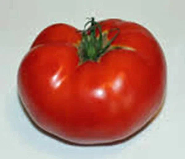 Rutgers Heirloom Tomato Seeds, 100 Count, Non-GMO, Large Tomatoes, Solanum lycopersicum