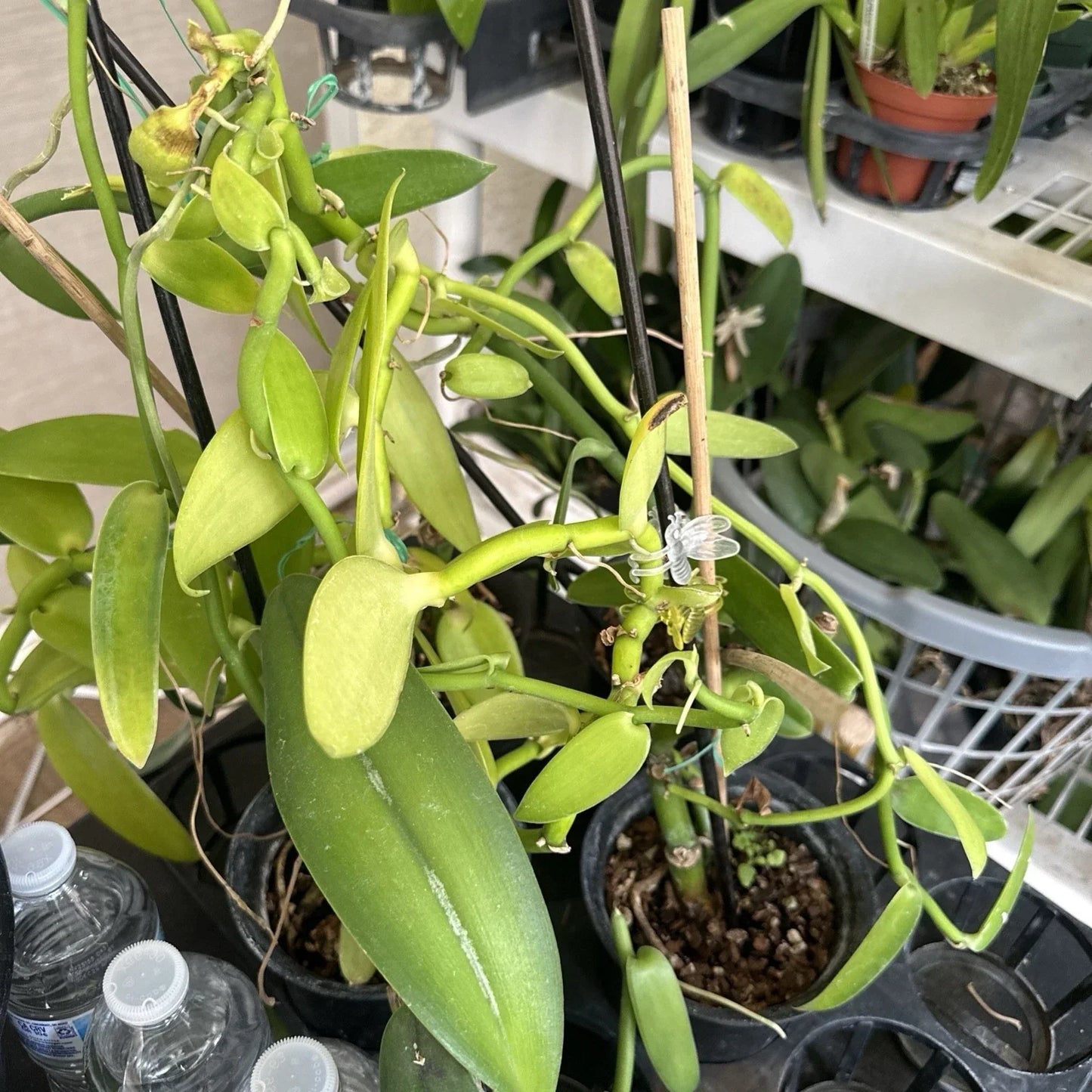 Vanilla Bean Orchid Cutting - 10" Fresh Cutting - Vanilla Planifolia - Aromatic & Easy Care Plant for Home or Garden