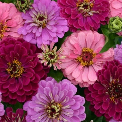 Zinnia Seeds - 100+ Art Deco Mix - Colorful Flower Seeds for Garden Planting - Zinnia elegans - Non-GMO, USA Grown