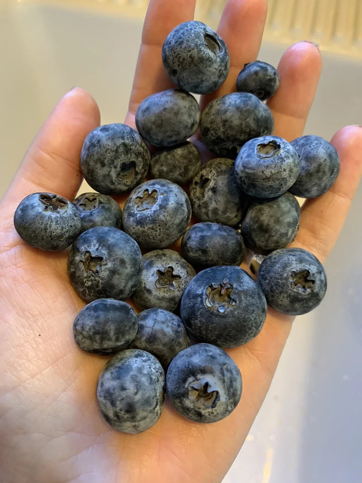 Organic Blueberry Seeds 100 Count Edible Fruit Bush Vaccinium corymbosum USA - Perfect for Home Garden & Landscape