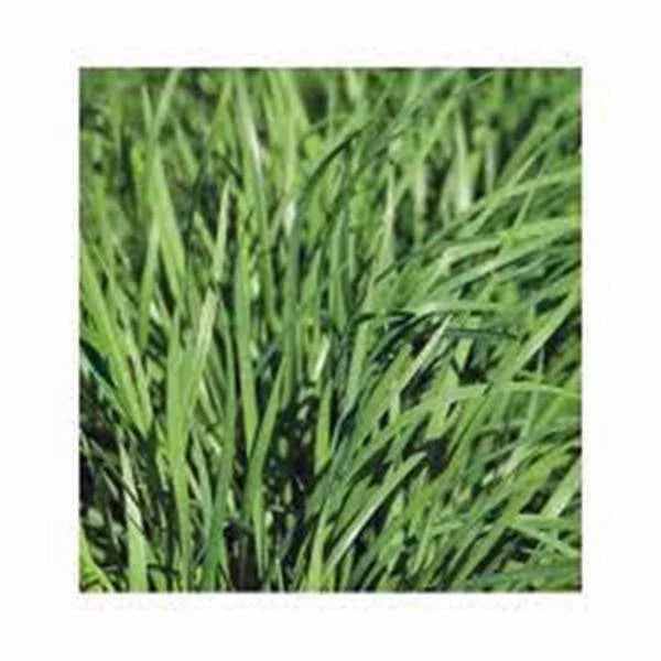 Chive Seeds 100 Count Heirloom Flavorful Chives Allium schoenoprasum Easy to Grow Herb for Culinary Use