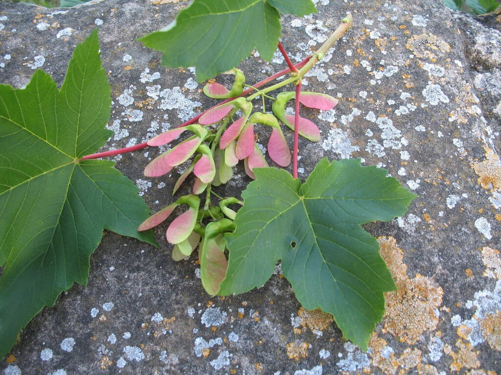 Sycamore Maple Seeds 20 Pack - Acer pseudoplatanus - Premium Tree Seeds for Shade and Wildlife Gardening