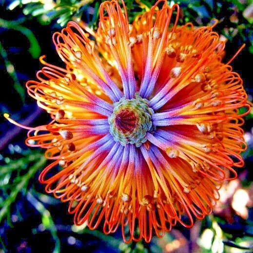 Banksia ericifolia "Little Eric" Tree Seeds - 10 Rare Seeds for Planting - Coastal Drought-Tolerant Garden Plant