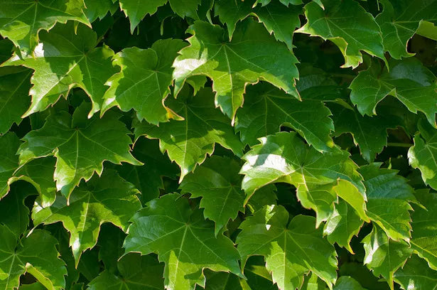 Boston Ivy Seeds - 16 Pack - Parthenocissus tricuspidata - Fast-Growing Climbing Vine for Garden Decor and Privacy