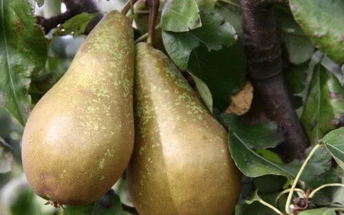 Conference Pear Seeds - 25+ Non-GMO Pyrus communis for Home Garden Planting - USA Grown, Free Shipping