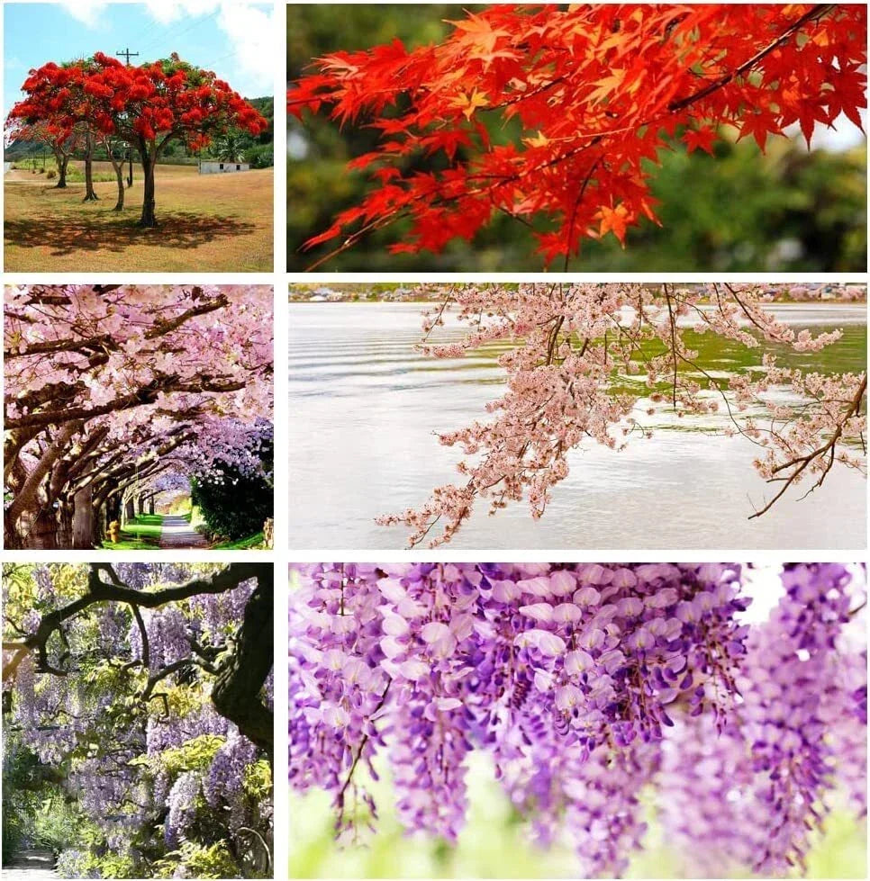 Non-GMO Heirloom Bonsai Seeds - 10 Varieties, Red Maple, Elm Tree, Blue - Acer rubrum, Ulmus americana - Easy to Grow