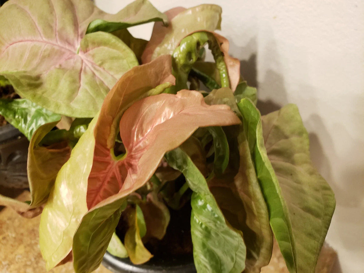 Neon Robusta Syngonium Podophyllum Starter Plant - Pink Arrowhead Vine Indoor Houseplant - Air-Purifying Decor Plant
