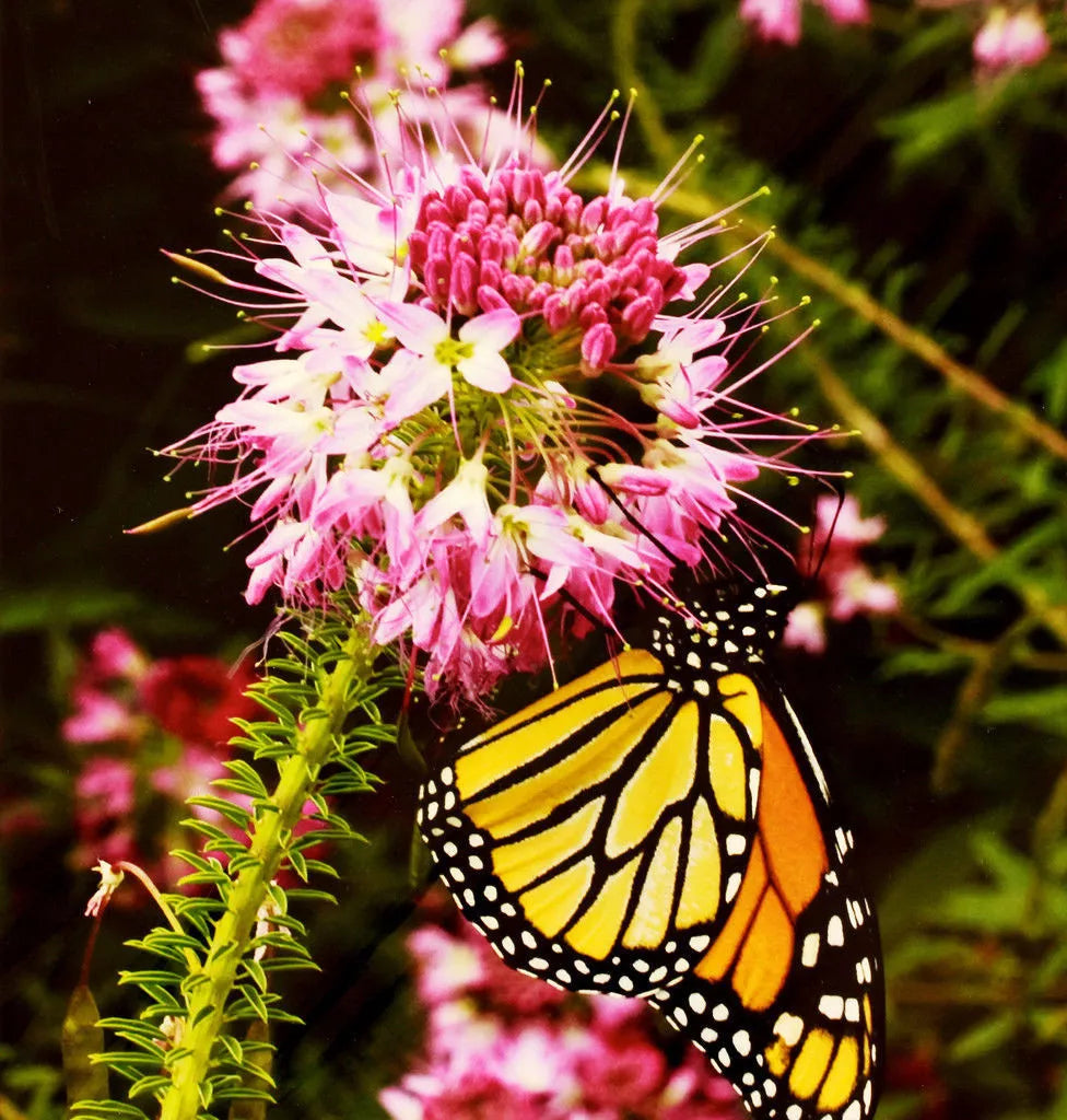 100 Seeds Rocky Mountain Bee Plant Pink - Cleome serrulata - Pollinator-Friendly Wildflower Seeds for Garden